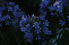 アガパンサス　芝公園　7月末