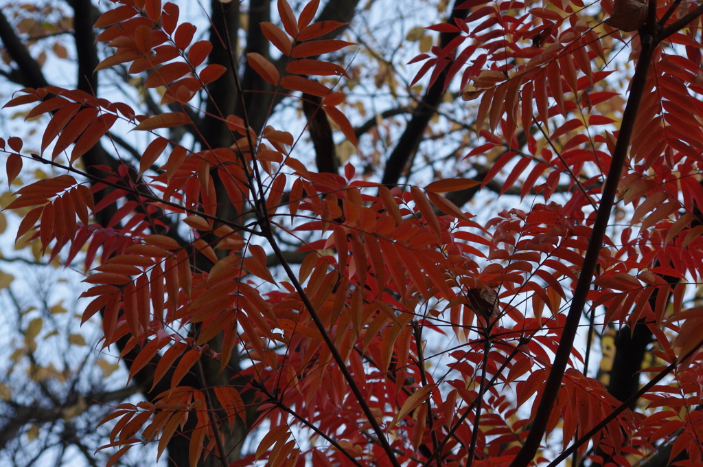 紅葉　2　旧浜離宮庭園　１２月初旬