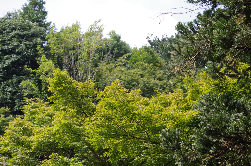 森　池田山公園　９月