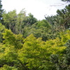 森　池田山公園　９月