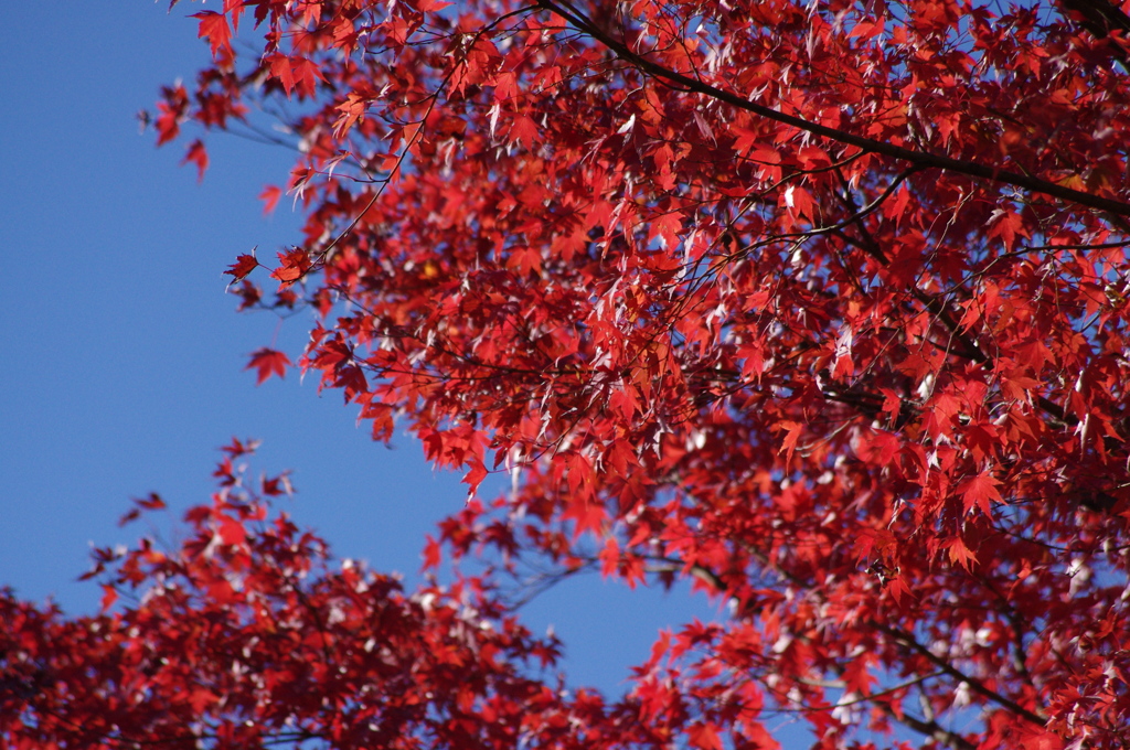 青空と紅葉と