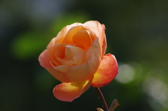 横浜の薔薇　14