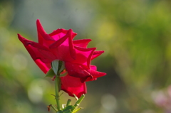 薔薇　1　ザ・プリンスパークタワー東京　7月末　