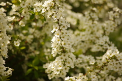 ユキヤナギ　旧芝離宮庭園