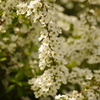 ユキヤナギ　旧芝離宮庭園