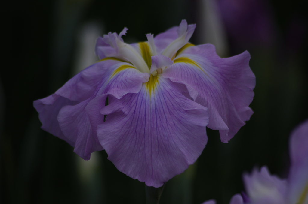 花菖蒲　6