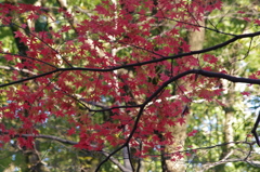 紅葉　1　芝公園　１２月