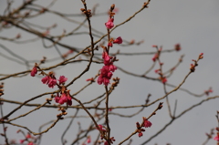 カンヒザクラ　日比谷公園　２月