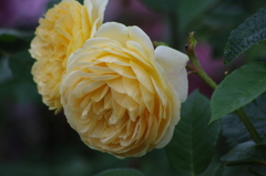 薔薇　3