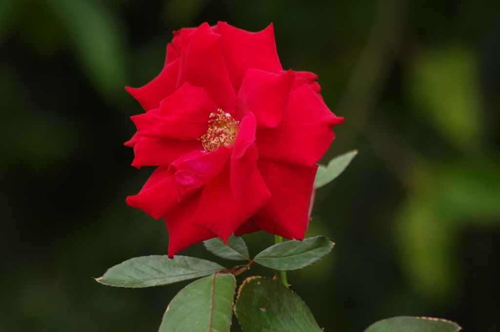 薔薇　3