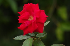 薔薇　3