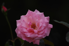 薔薇　9