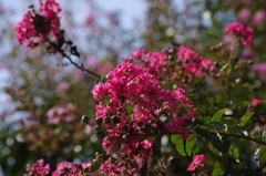 サルスベリ　日比谷公園　9月上旬