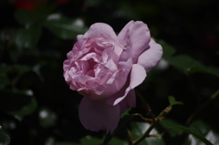 薔薇　6