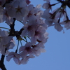 桜　2