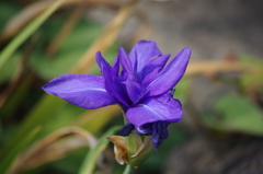 旧芝離宮庭園　８月夏のカキツバタ