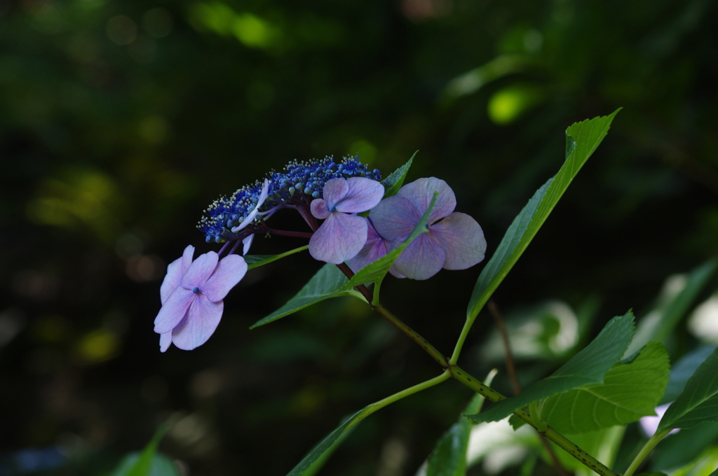 紫陽花　1