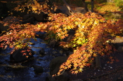 紅葉　3