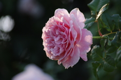 薔薇　6　港が見える丘公園　１０月