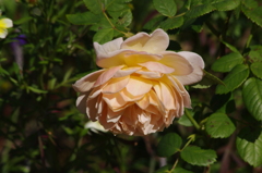 薔薇　10