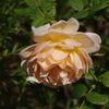 薔薇　10