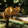 猫　1　新芝運河　