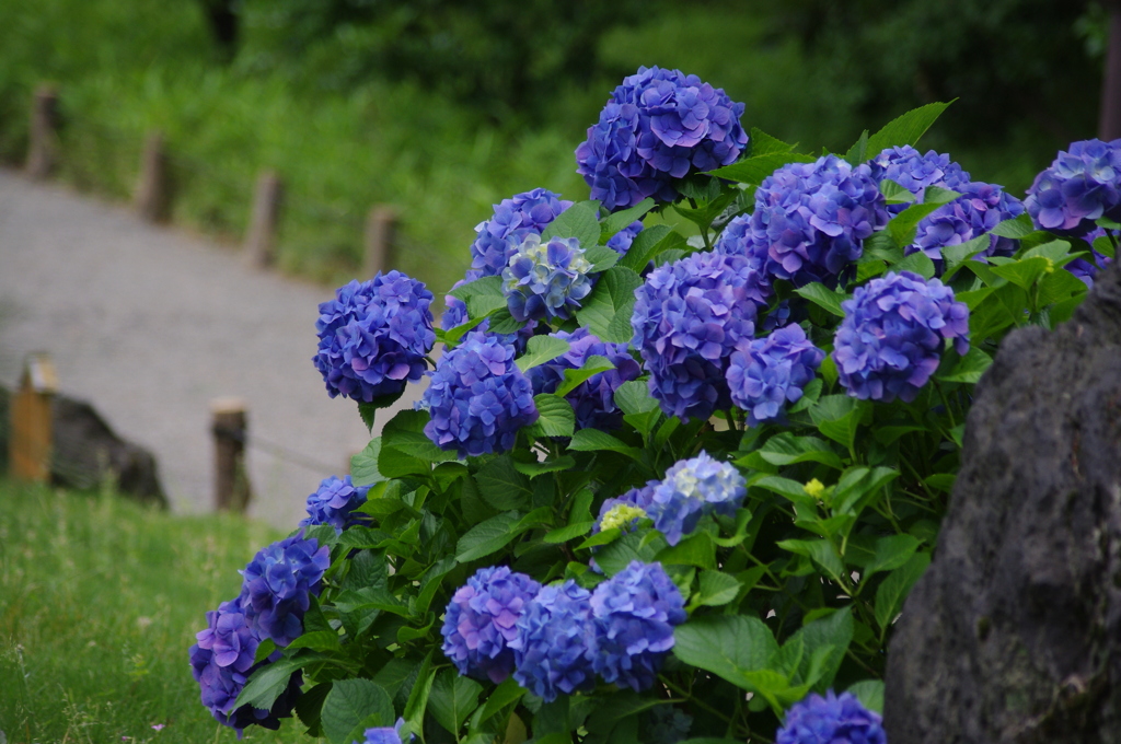 清澄庭園　６月　アジサイ　1