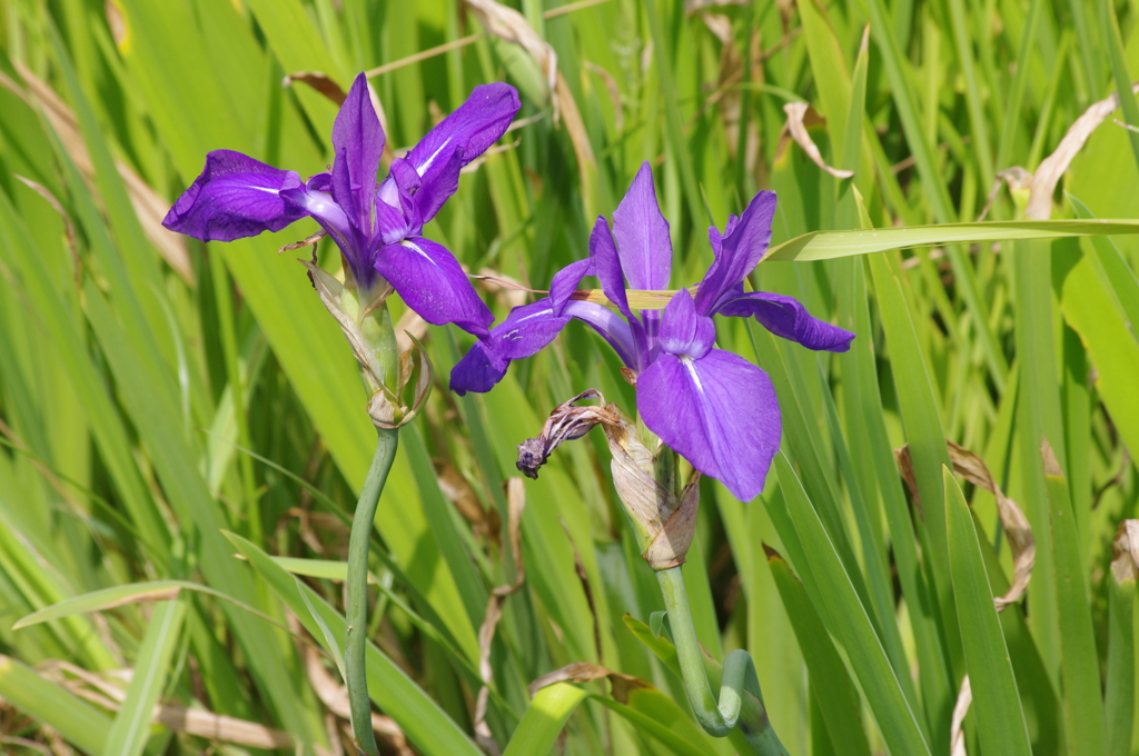 庭の花　3　旧浜離宮庭園