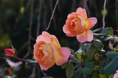 薔薇　9