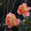 薔薇　9