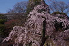 枝垂桜　1