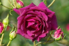 薔薇　9