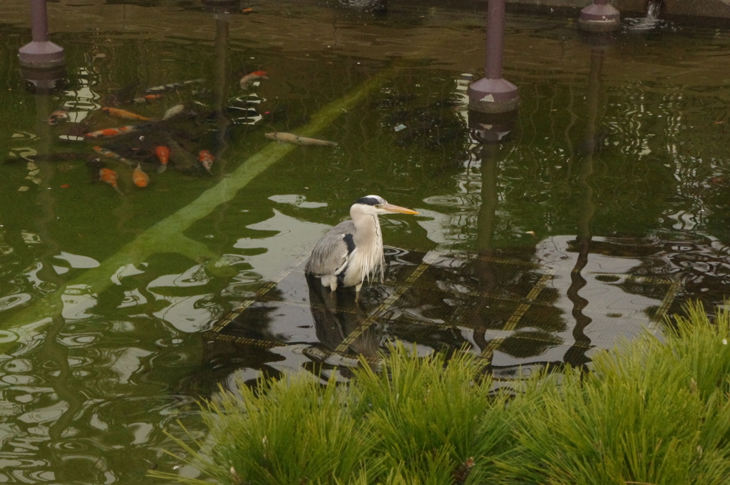 寺院の池