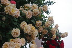 薔薇のアーチ　芝浦中央公園