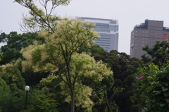 シマトネリコ　芝公園