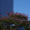 大都会のサルスベリ
