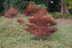 紅葉　4　旧芝離宮庭園　１１月半ば