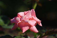 薔薇　1　芝浦中央公園　７月末