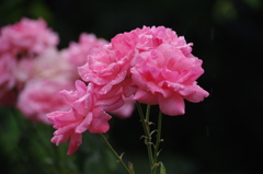 雨の中の薔薇　9　ザ・プリンスパークタワー東京