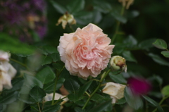 薔薇　3