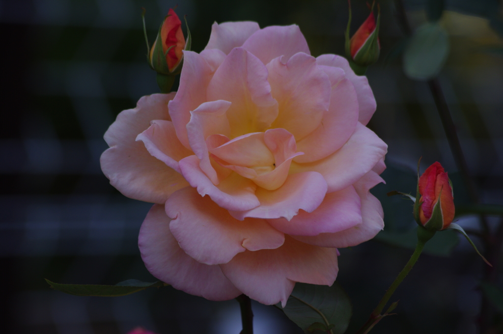 薔薇　7