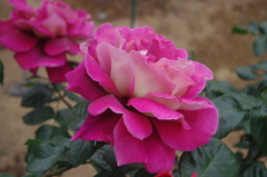 薔薇　13　芝浦中央公園