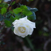 薔薇　4