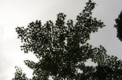 モミジ　池田山公園　8月