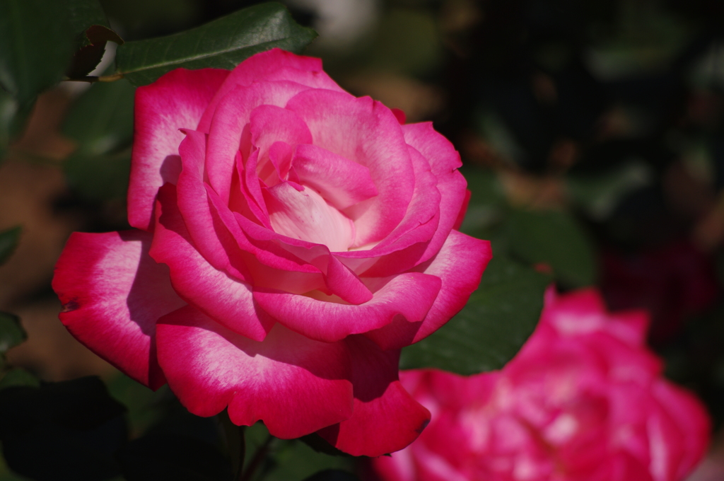 薔薇　11