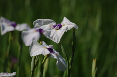 花菖蒲　1