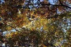 秋景色　3　日比谷公園　11月