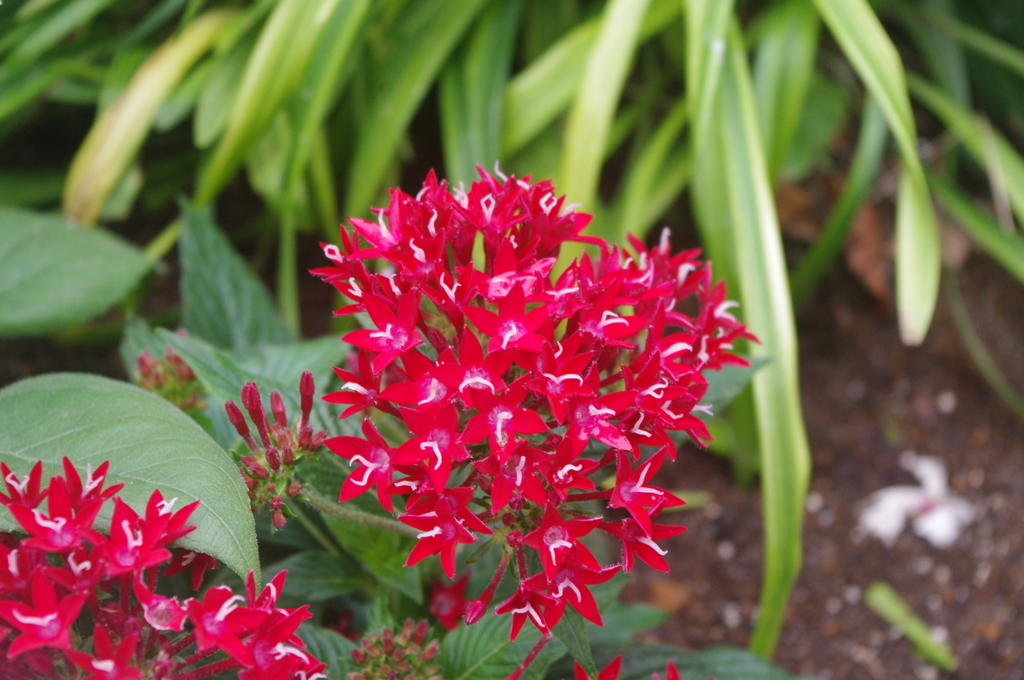 亀塚公園　７月　花壇　3