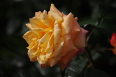 薔薇　3