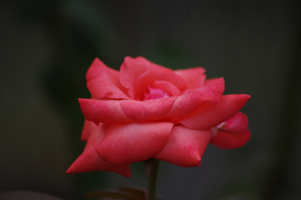 薔薇　3